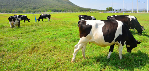 Dangerous Meat and Dairy?