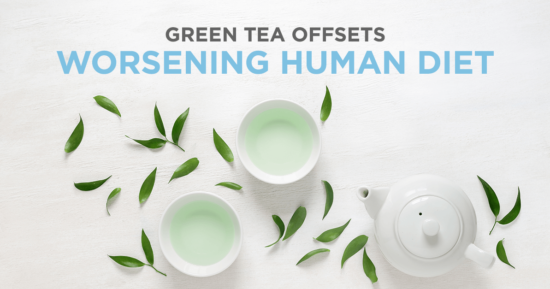 Green Tea Offsets Worsening Human Diet