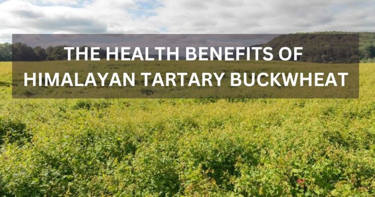 The Health Benefits of Himalayan Tartary Buckwheat: A Polyphenol Powerhouse